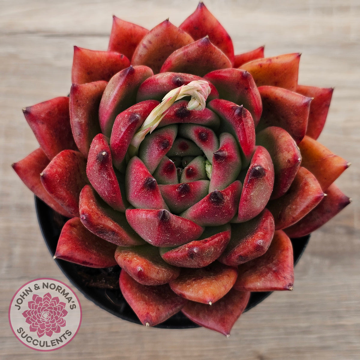 Echeveria Agavoides Amestro (Lg)