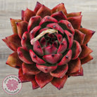 Echeveria Agavoides Amestro (Lg)