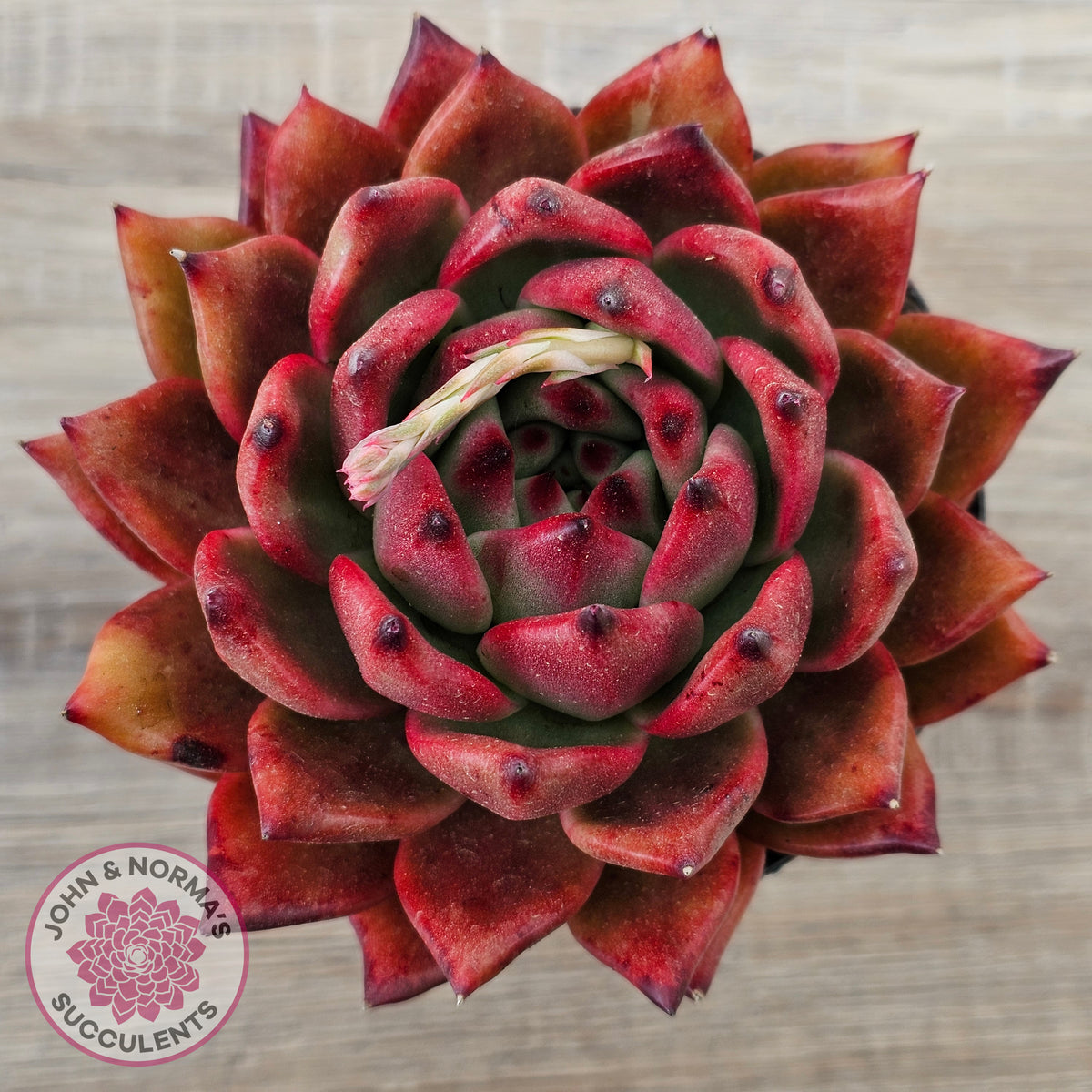 Echeveria Agavoides Amestro (Lg)