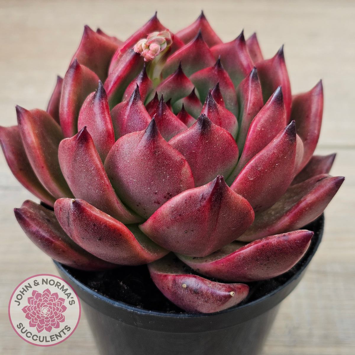 Echeveria Agavoides Amestro (Lg)