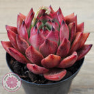 Echeveria Agavoides Amestro (Lg)