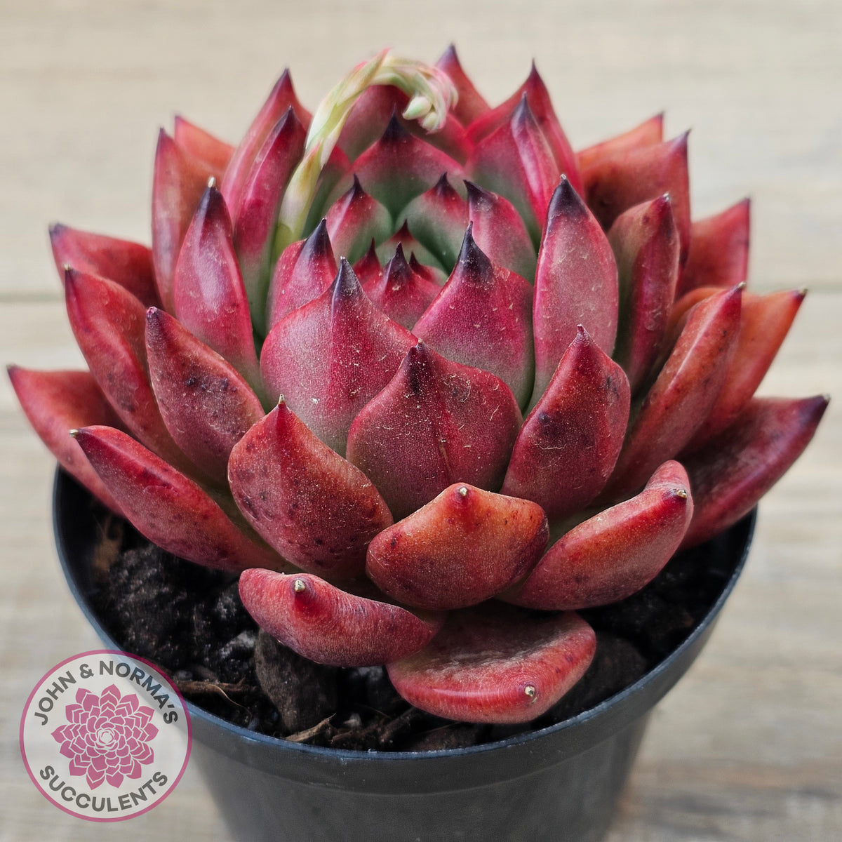 Echeveria Agavoides Amestro (Lg)