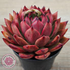 Echeveria Agavoides Amestro (Lg)