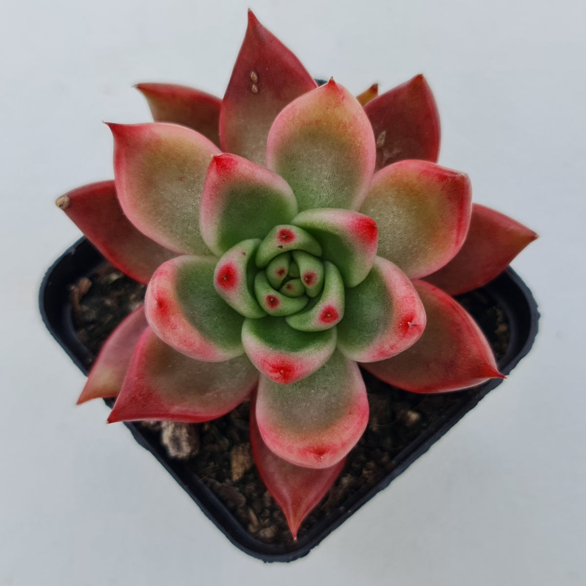 Echeveria Agavoides Amestro (Lg)