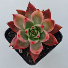 Load image into Gallery viewer, Echeveria Agavoides Amestro
