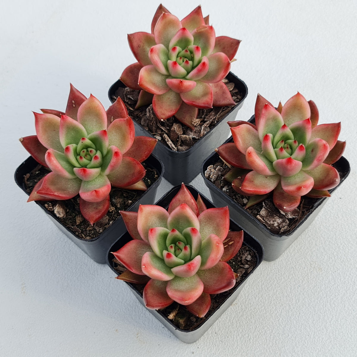 Echeveria Agavoides Amestro (Lg)