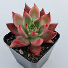 Echeveria Agavoides Amestro (Lg)
