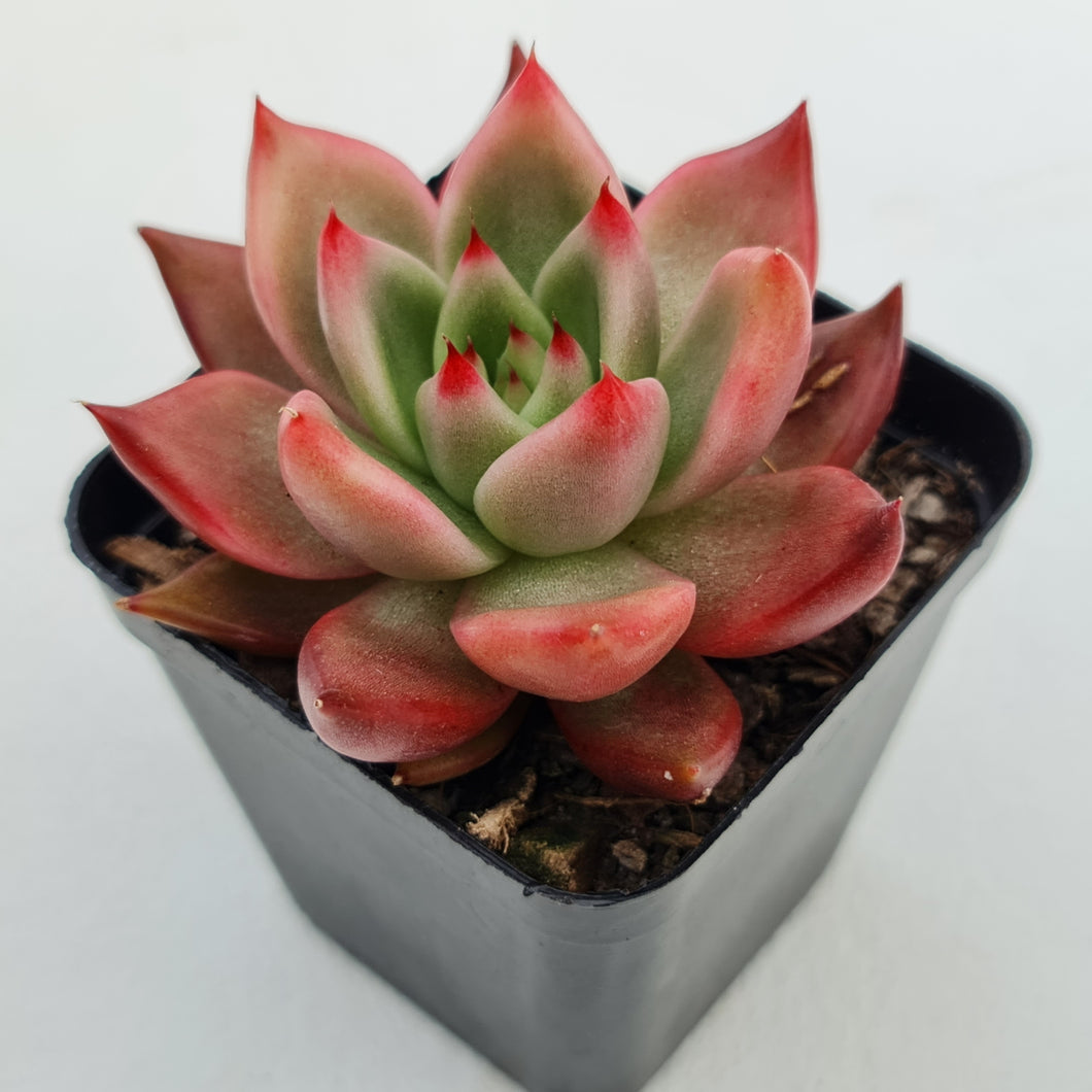 Echeveria Agavoides Amestro