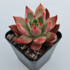 Echeveria Agavoides Amestro (Lg)