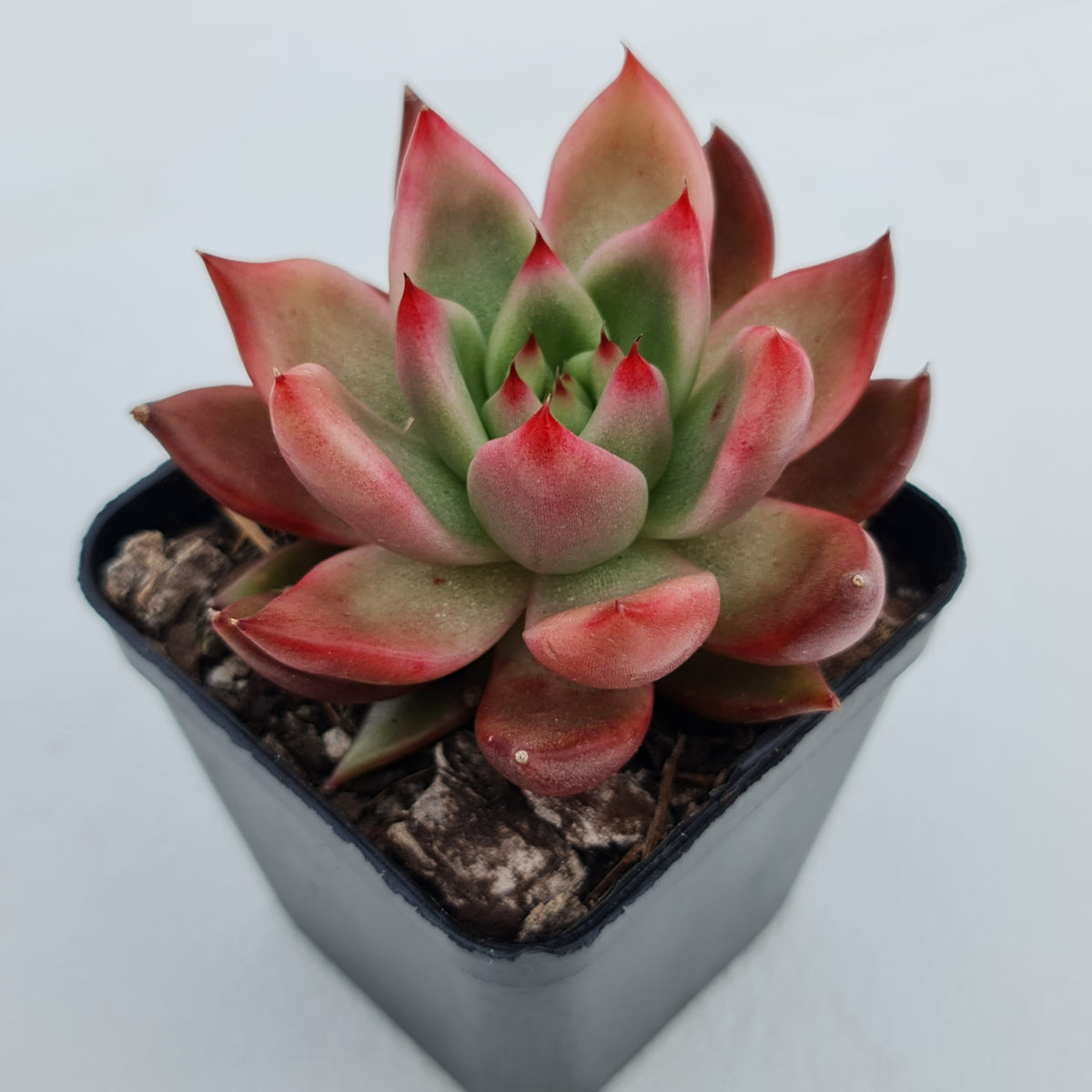 Echeveria Agavoides Amestro (Lg)