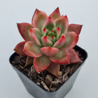 Echeveria Agavoides Amestro (Lg)