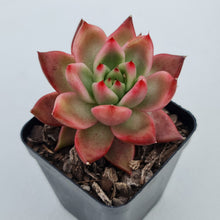 Load image into Gallery viewer, Echeveria Agavoides Amestro
