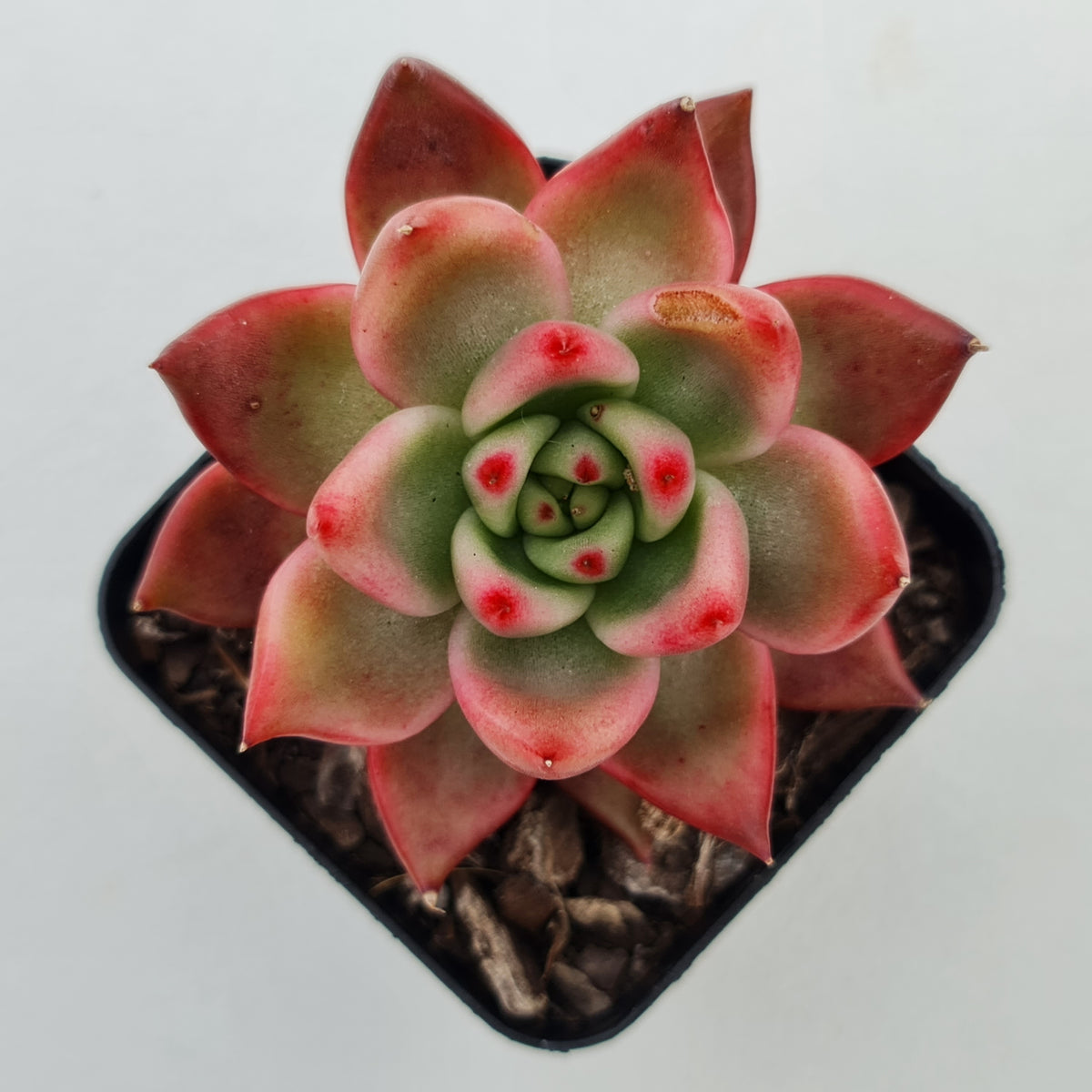 Echeveria Agavoides Amestro (Lg)