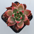 Echeveria Agavoides Amestro (Lg)