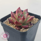 Echeveria Agavoides Angela