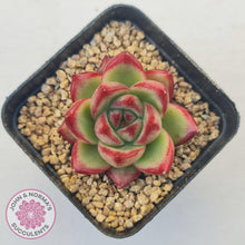 Load image into Gallery viewer, Echeveria Agavoides Angela - John &amp; Norma&#39;s Succulents Australia
