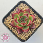 Echeveria Agavoides Angela