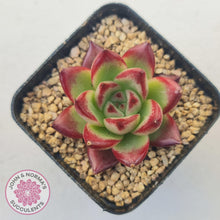 Load image into Gallery viewer, Echeveria Agavoides Angela - John &amp; Norma&#39;s Succulents Australia
