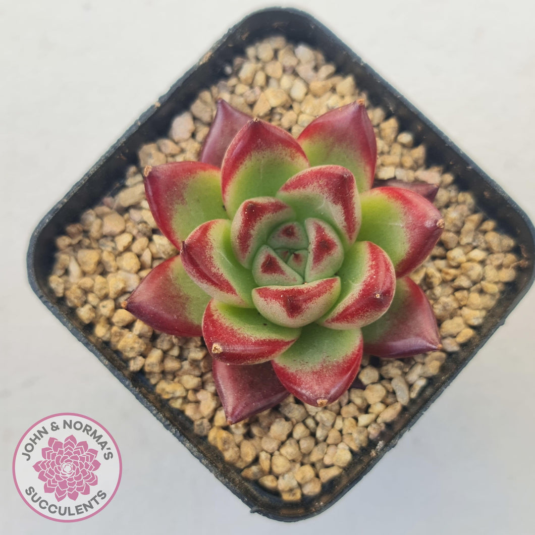 Echeveria Agavoides Angela - John & Norma's Succulents Australia