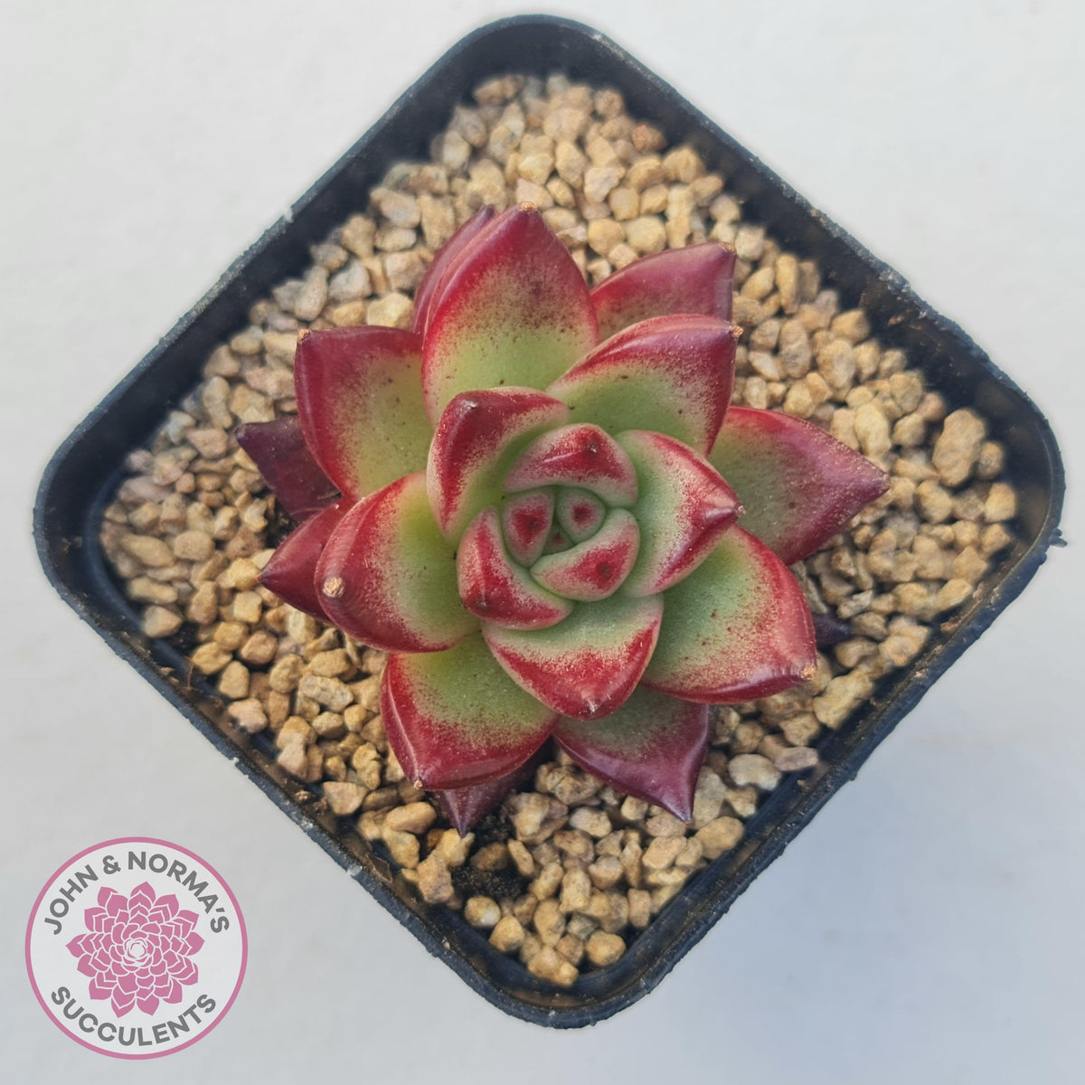 Echeveria Agavoides Angela