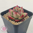 Echeveria Agavoides Angela