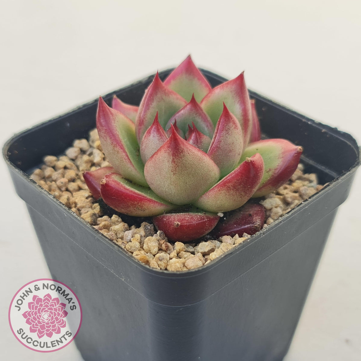 Echeveria Agavoides Angela