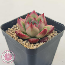 Load image into Gallery viewer, Echeveria Agavoides Angela - John &amp; Norma&#39;s Succulents Australia
