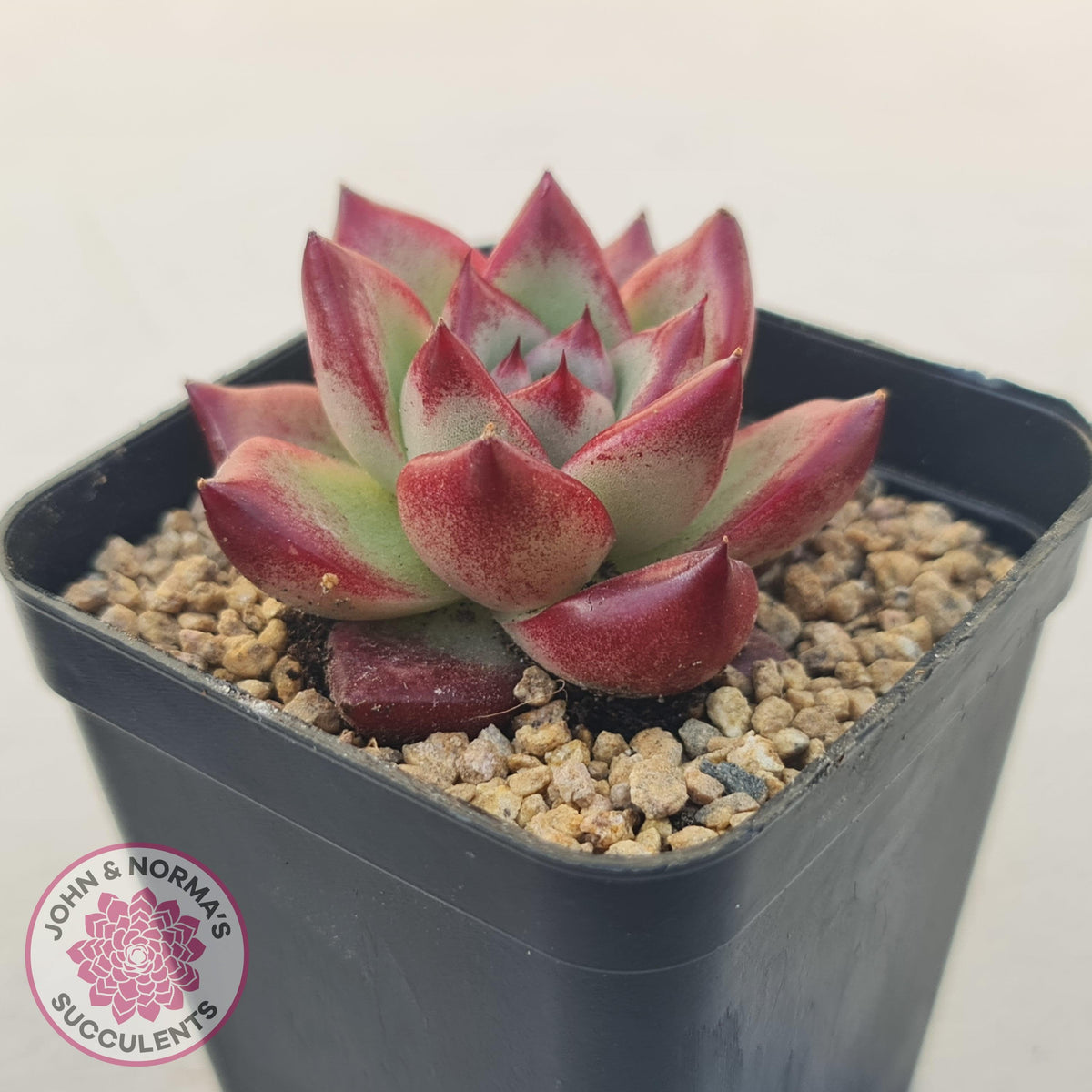 Echeveria Agavoides Angela