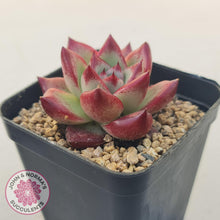 Load image into Gallery viewer, Echeveria Agavoides Angela - John &amp; Norma&#39;s Succulents Australia
