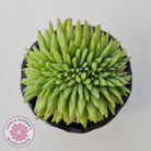 Echeveria agavoides corderoyi crest