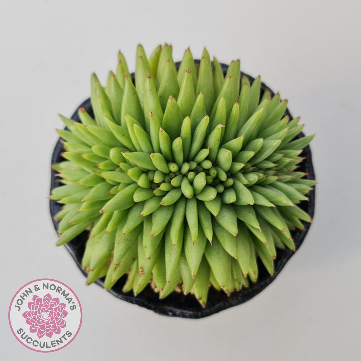 Echeveria agavoides corderoyi crest
