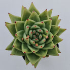 Echeveria agavoides 'Corderoyi' aka 'Aquamarine'