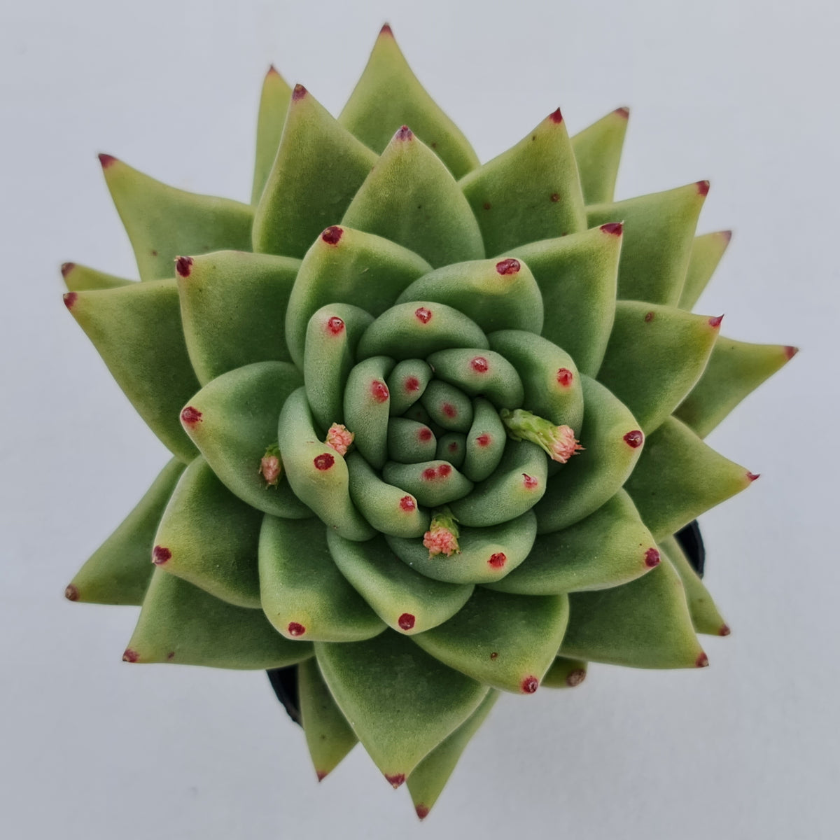 Echeveria agavoides 'Corderoyi' aka 'Aquamarine'