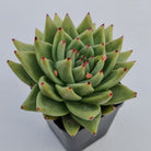 Echeveria agavoides 'Corderoyi' aka 'Aquamarine'