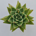 Echeveria agavoides 'Corderoyi' aka 'Aquamarine'