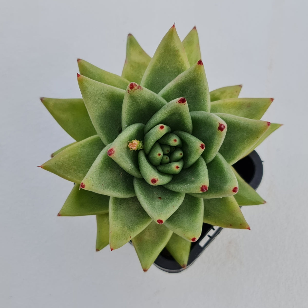 Echeveria agavoides 'Corderoyi' aka 'Aquamarine'