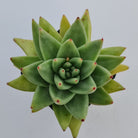 Echeveria agavoides 'Corderoyi' aka 'Aquamarine'