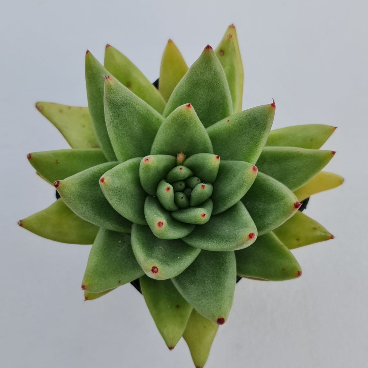 Echeveria agavoides 'Corderoyi' aka 'Aquamarine'
