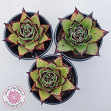 Load image into Gallery viewer, Echeveria agavoides Ebony
