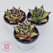 Load image into Gallery viewer, Echeveria agavoides Ebony
