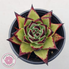 Load image into Gallery viewer, Echeveria agavoides Ebony
