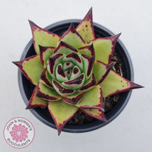 Load image into Gallery viewer, Echeveria agavoides Ebony
