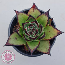 Load image into Gallery viewer, Echeveria agavoides Ebony
