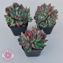 Load image into Gallery viewer, Echeveria agavoides &#39;Floridity&#39;
