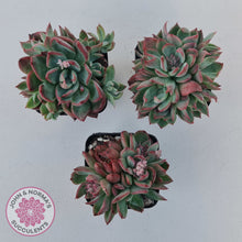 Load image into Gallery viewer, Echeveria agavoides &#39;Floridity&#39;
