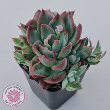 Load image into Gallery viewer, Echeveria agavoides &#39;Floridity&#39;
