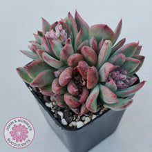 Load image into Gallery viewer, Echeveria agavoides &#39;Floridity&#39;
