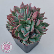 Load image into Gallery viewer, Echeveria agavoides &#39;Floridity&#39;
