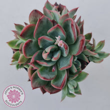 Load image into Gallery viewer, Echeveria agavoides &#39;Floridity&#39;
