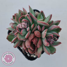 Load image into Gallery viewer, Echeveria agavoides &#39;Floridity&#39;
